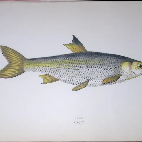 Dace Fish Scarce Antique 1877 J. Couch Woodblock Engraving-130