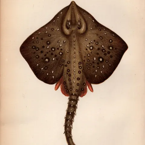 Thornback Ray 1869 Antique Johnathan Couch Coloured Engraving.