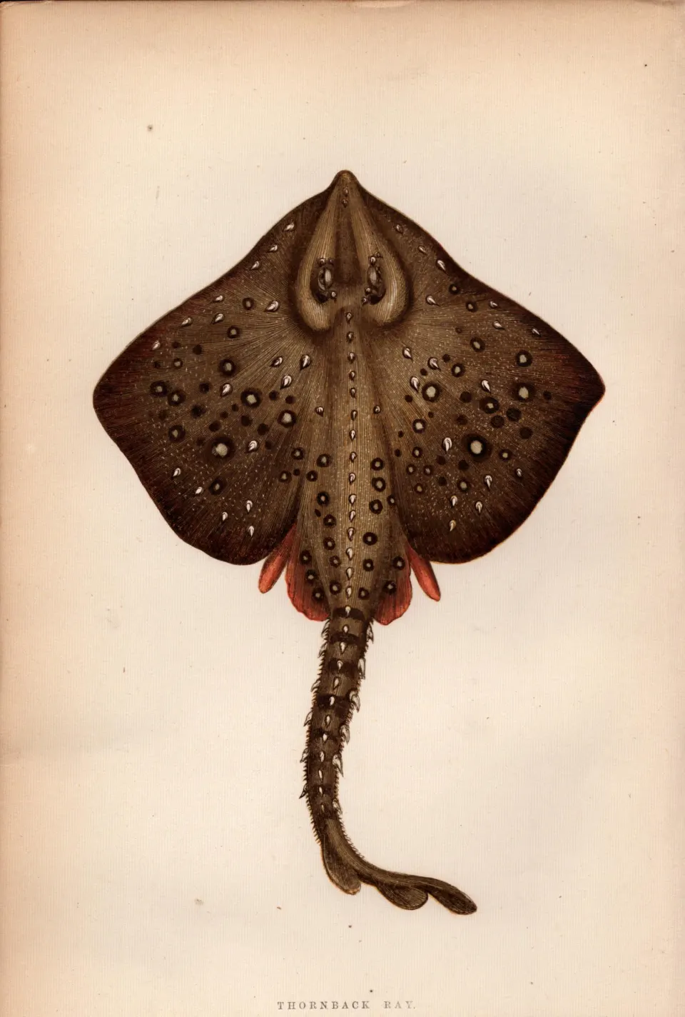 Thornback Ray 1869 Antique Johnathan Couch Coloured Engraving.
