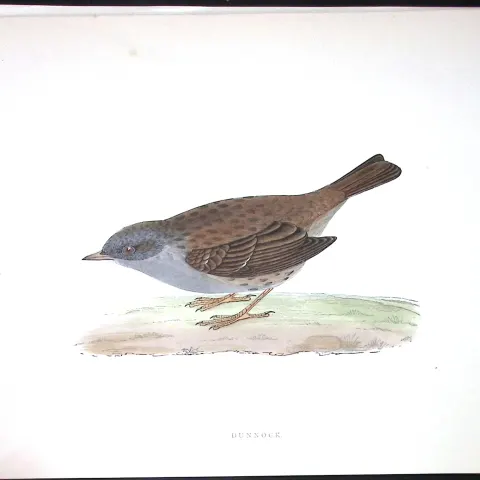 Dunnock Rev Morris Antique History of British Birds 130 Years-Old Engraving-97