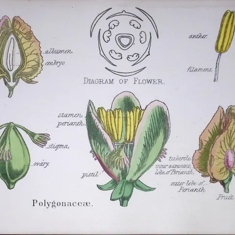 Buckwheats Botanical Flower Diagram Rare Antique First Edition Illustration-70