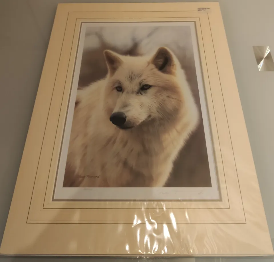 Renowned Steven Townsend study of a white wolf. Signed with Certificate of authenticity.