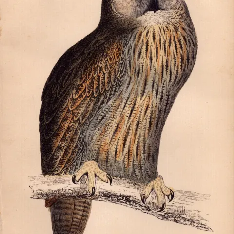 Eagle-Owl Rev Morris Antique1888 History of British Birds Engraving.12.
