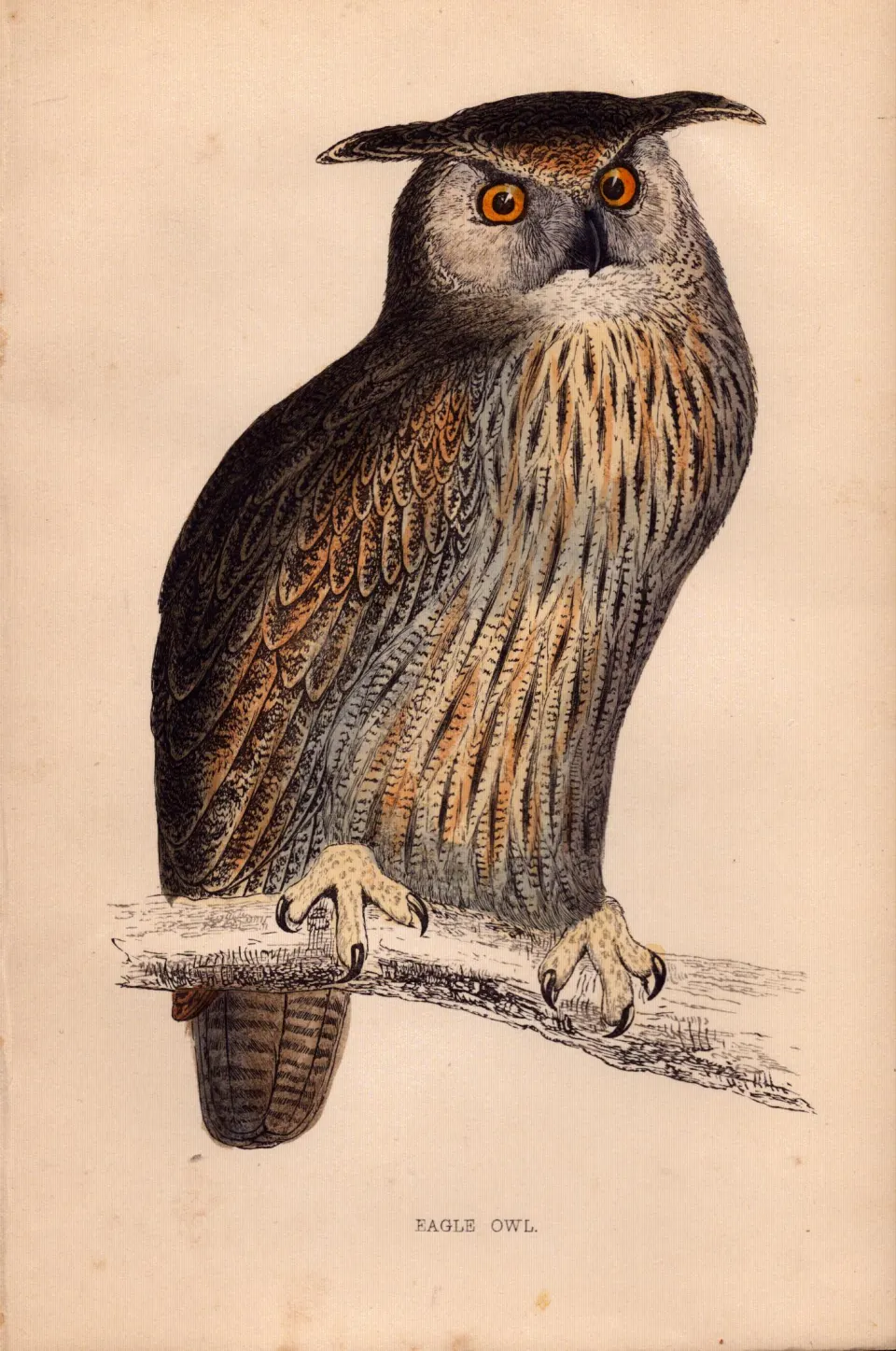 Eagle-Owl Rev Morris Antique1888 History of British Birds Engraving.12.