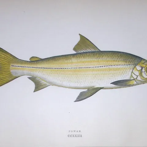 Powen Fish Scarce Antique 1877 J. Couch Woodblock Engraving-142