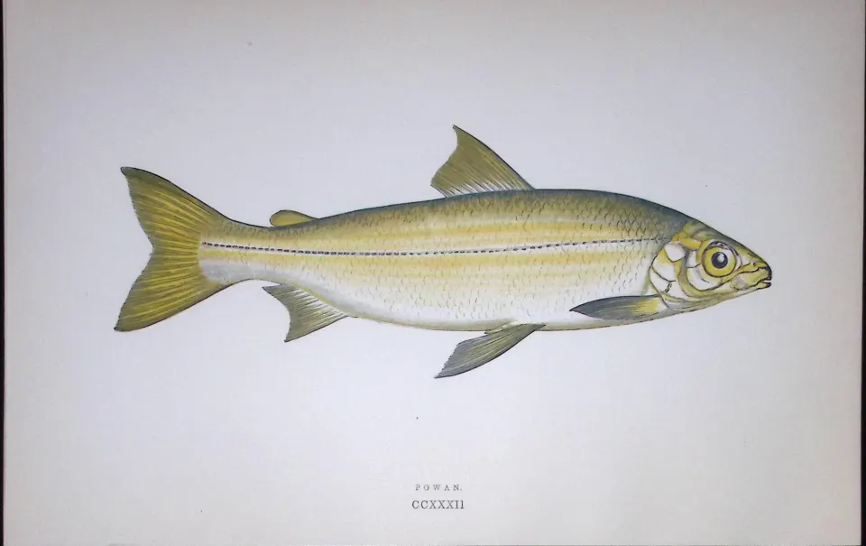 Powen Fish Scarce Antique 1877 J. Couch Woodblock Engraving-142