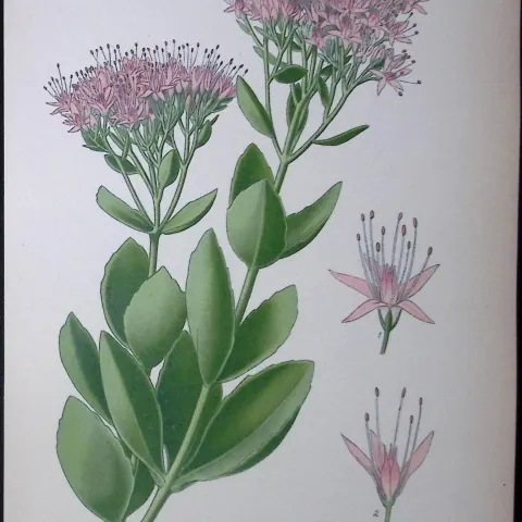 Sedum Spectabile Flower Edward Step Rare Antique Botanical Book Plate-97