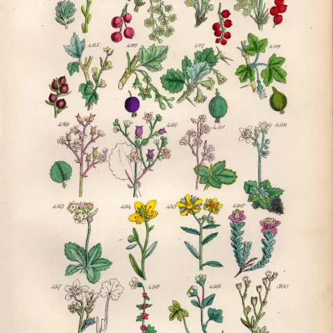 Sowerby Antique Illustration Red Currant, Redcurrant, Gooseberry, Blackcurrant-25.