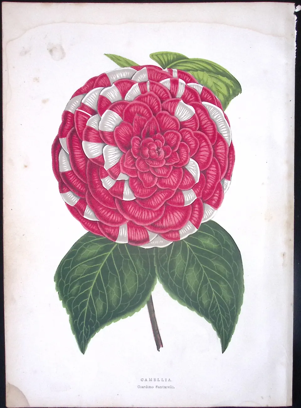 Camellia Flower Antique Shirley Hibbard Greenhouse Coloured Print-32
