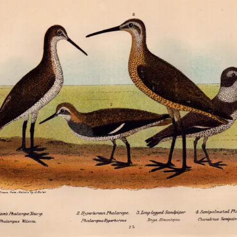 Alexander Wilson Rare American Birds Phalarope, Sandpiper, Plover-25.