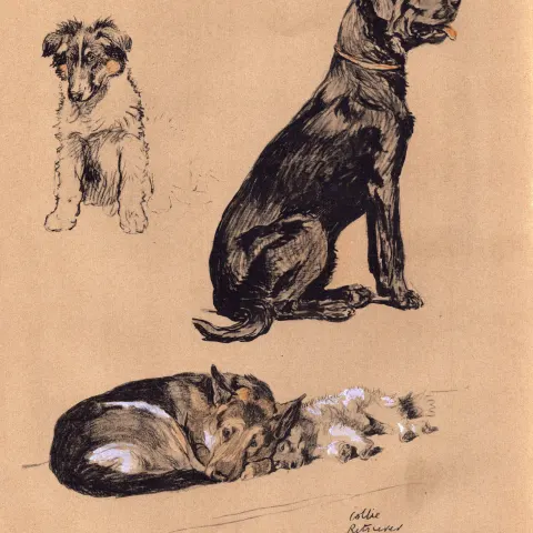Cecil Aldin Dog Illustrations Retriever Alsatian Collie Keeshund-26.