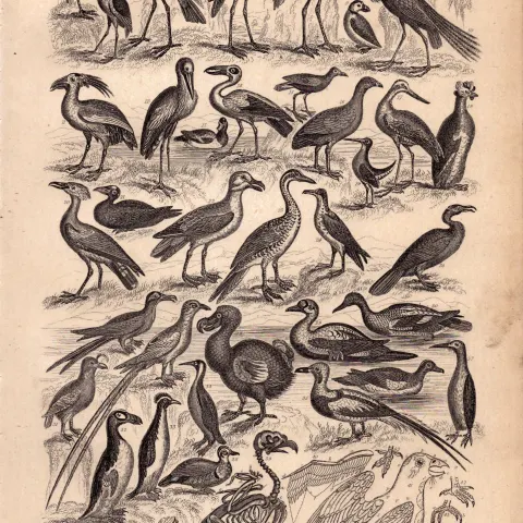 Victorian Birds 35 Species Antique Oliver Goldsmith Engravings XX.