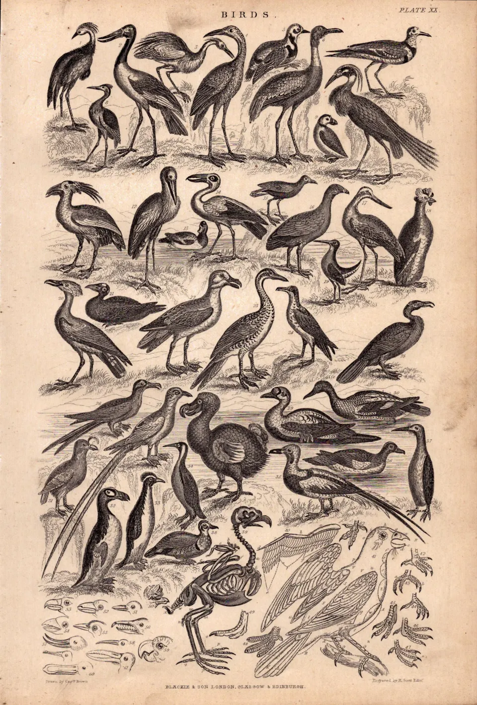 Victorian Birds 35 Species Antique Oliver Goldsmith Engravings XX.