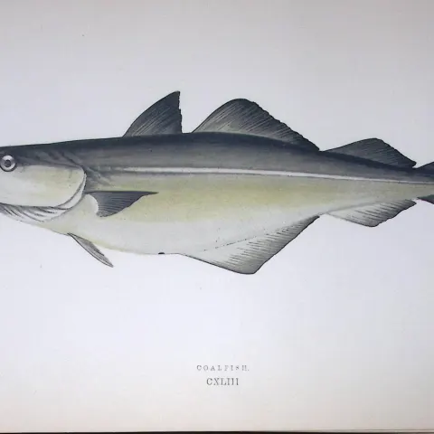 Coalfish Fish Scarce Antique 1877 J. Couch Woodblock Engraving-84
