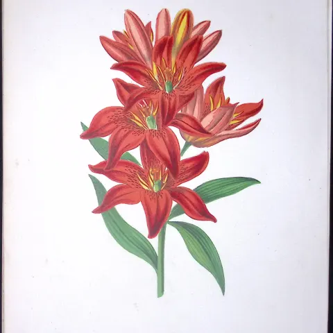 Morning Star Lily Flower Antique Shirley Hibbard Greenhouse Coloured Print-12