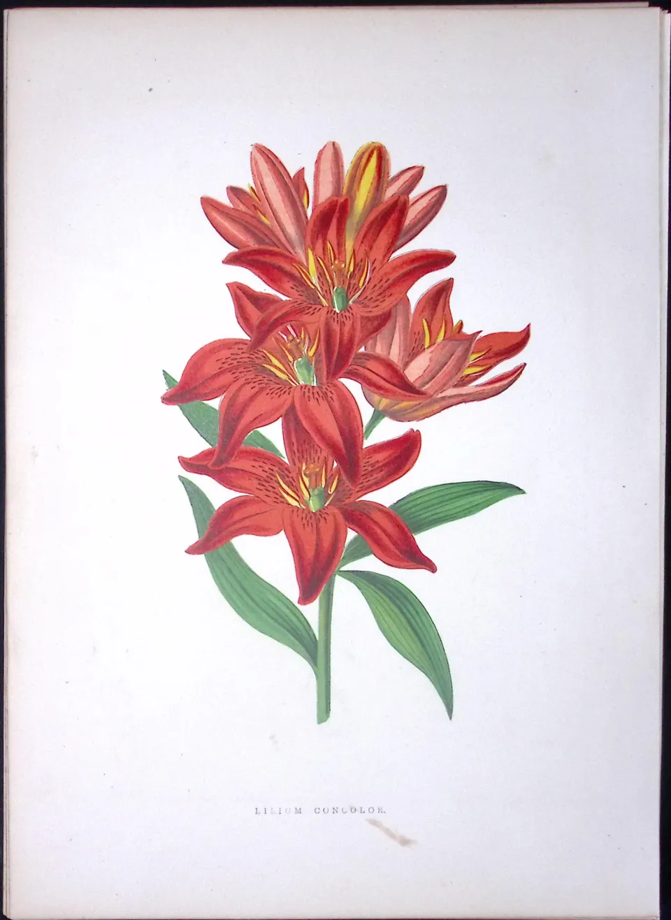 Morning Star Lily Flower Antique Shirley Hibbard Greenhouse Coloured Print-12