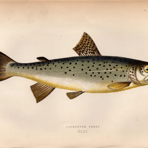Lochleven Trout Antique Johnathan Couch Coloured Fish Engraving.
