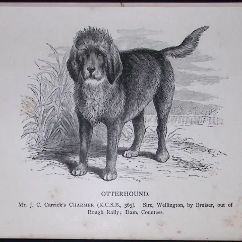 The Otterhound British Dogs by Hugh Dalziel 1889 Antique Book Plate-23