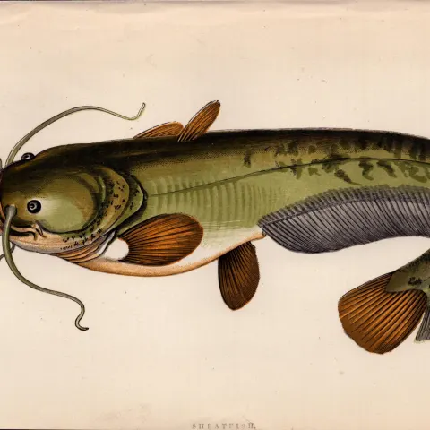 Sheatfish 1869 Antique Johnathan Couch Coloured Fish Engraving.