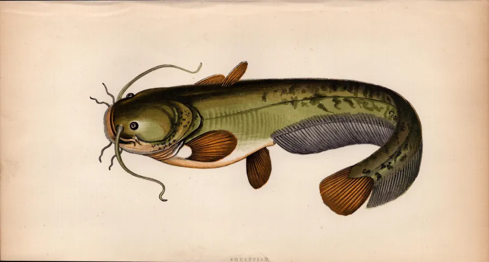 Sheatfish 1869 Antique Johnathan Couch Coloured Fish Engraving.
