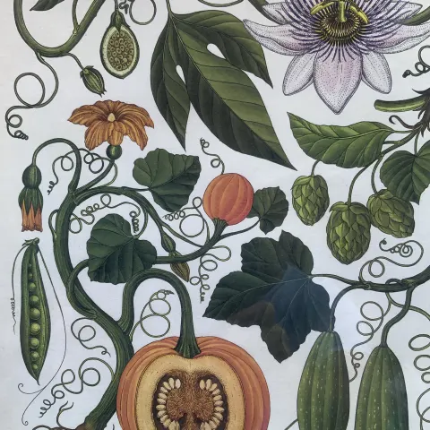 BEAUTIFUL BOTANICAL ENGLISH  PRINTS  SET IN A GLAZED WOODEN FRAME