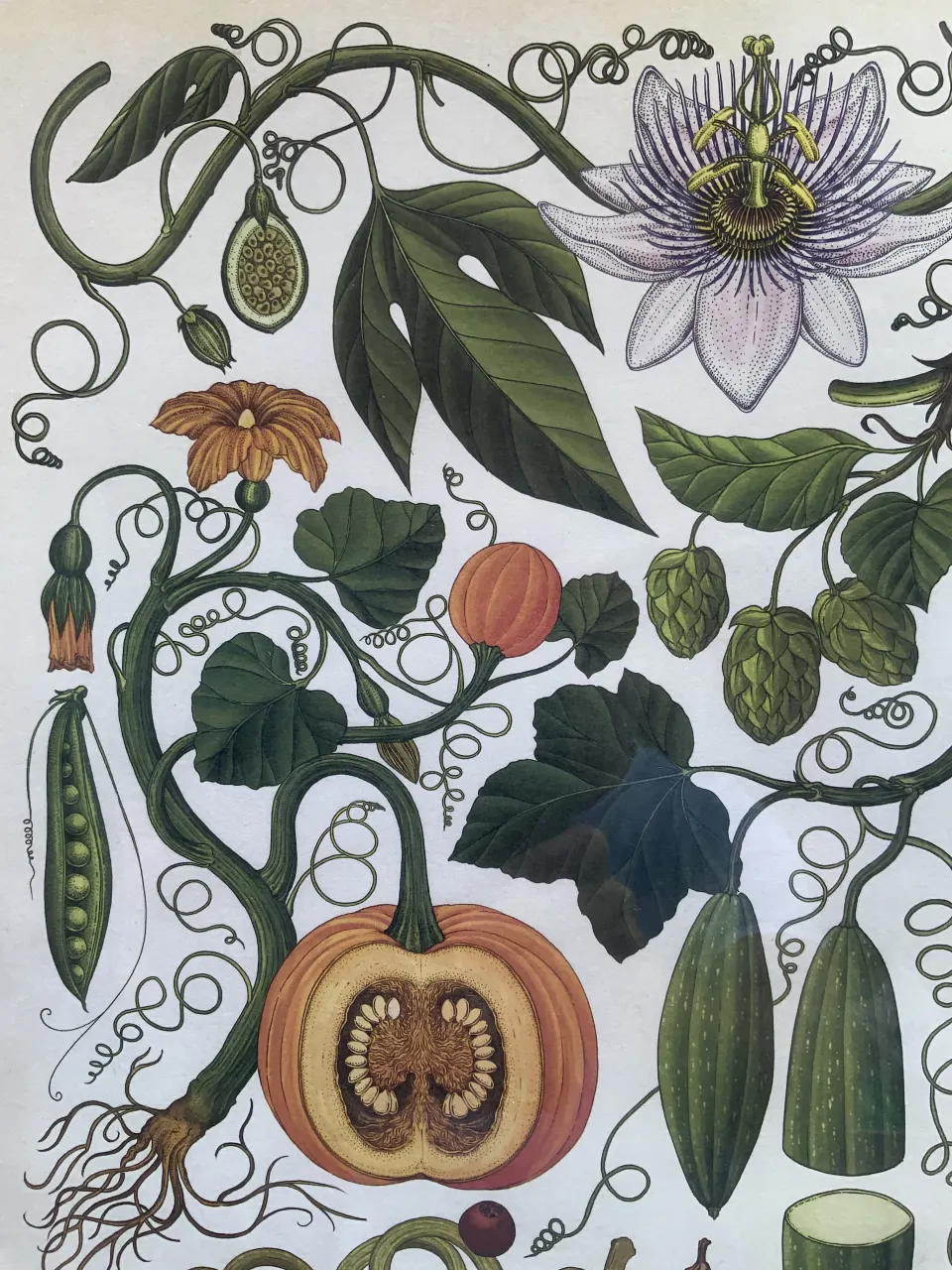 BEAUTIFUL BOTANICAL ENGLISH  PRINTS  SET IN A GLAZED WOODEN FRAME