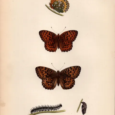 Dark Green Fritillary Hand Coloured  Antique Butterfly Plate Rev Morris-137.