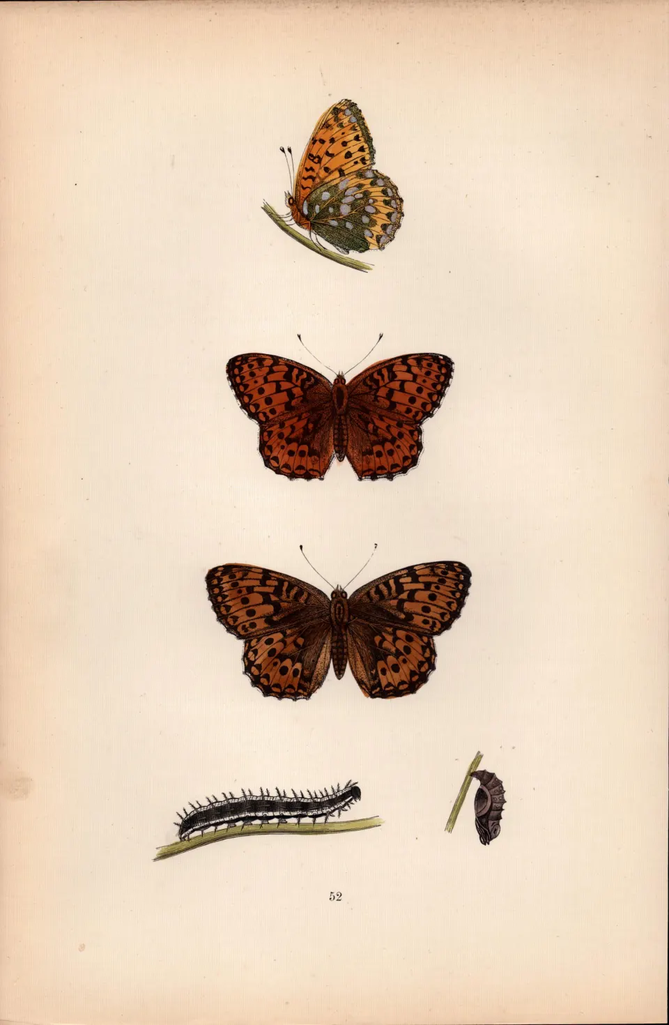 Dark Green Fritillary Hand Coloured  Antique Butterfly Plate Rev Morris-137.