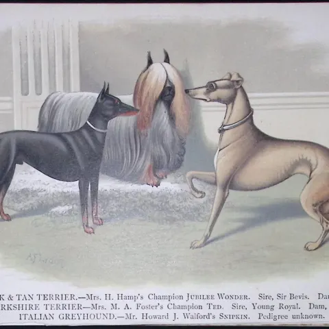 Terriers & Greyhound British Dogs by Hugh Dalziel 1889 Antique Coloured Book Plate-15