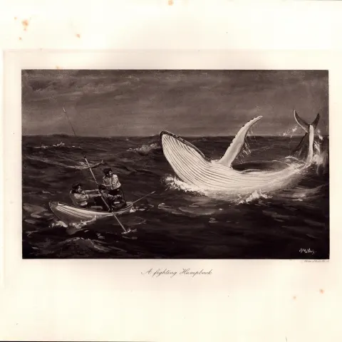 Fighting Humpback Whale Rare Limited-Edition Antique Heliogravure Print-4.