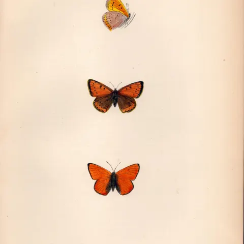 Dark Underwing Cooper Coloured  Antique Butterfly Plate Rev Morris-152.