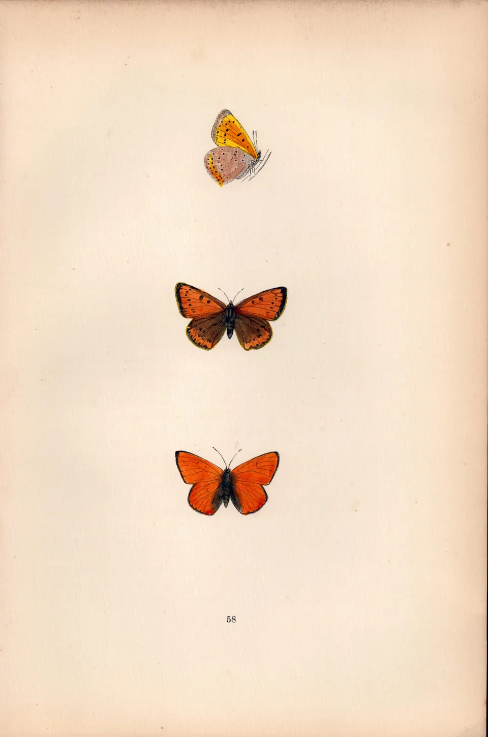 Dark Underwing Cooper Coloured  Antique Butterfly Plate Rev Morris-152.