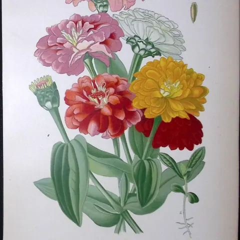 Youth And Age Flower Edward Step Rare Antique Botanical Book Plate-138
