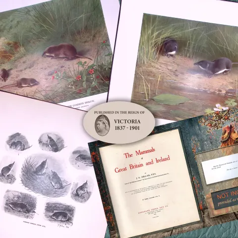 Job-Lot J.G. Millais Rare Limited-Edition Shrew Family Species Antique Prints-26
