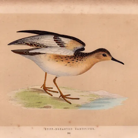 Buff Brested Sandpiper Rev Morris Antique History of British Birds Engraving.