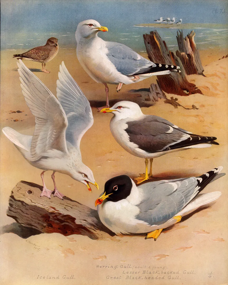 Antique Scarce First Edition Large Bird Print Seabirds & Gulls-73.