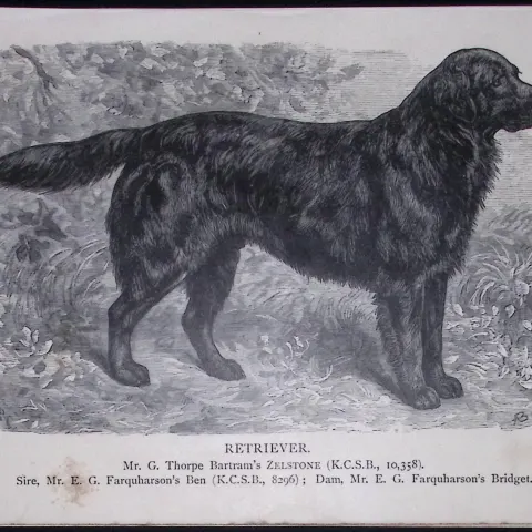 Retriever British Dogs by Hugh Dalziel 1889 Antique Book Plate-35