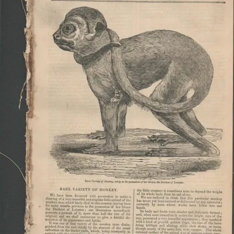 Irish  Newspaper 1833  Common Seals Various Municipal Bodies of Ireland.
