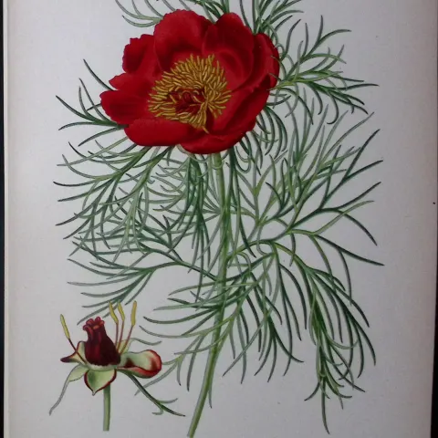 Narrow-Leaved Peony Edward Step Rare Antique Botanical Book Plate-15
