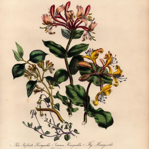 Rare 165-Yr-Old Antique Wildflower Gilt-Edged Illustration Jane Webb Loudon-40.