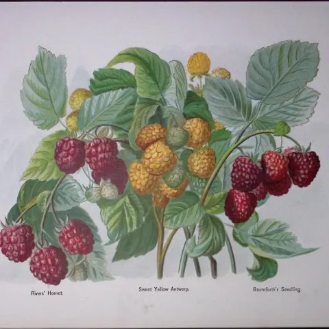 Raspberries- River’s Hornet, Yellow Antwerp, Antique Mary Rivers Illustration-52