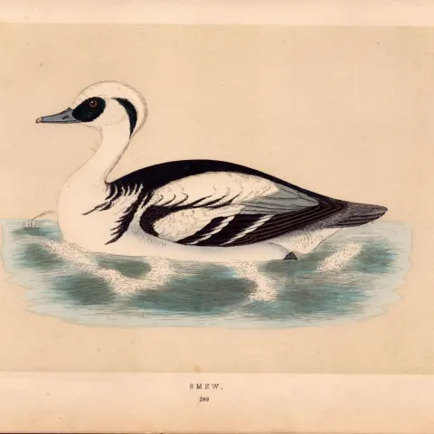 Smew  Rev Morris Antique History of British Birds Engraving.