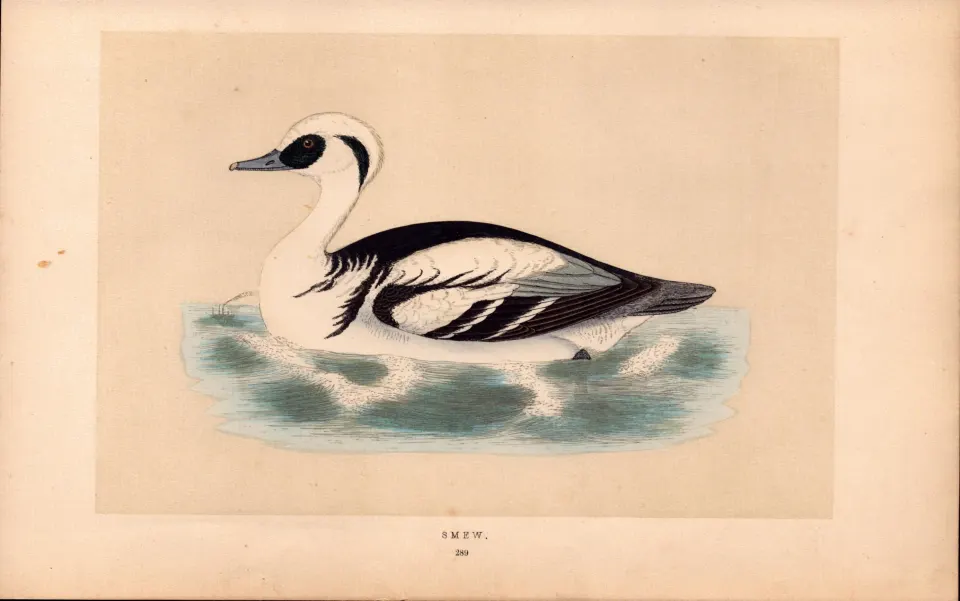 Smew  Rev Morris Antique History of British Birds Engraving.