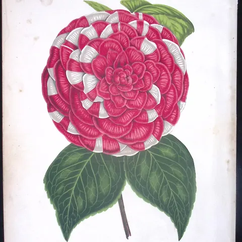 Camellia Flower Antique Shirley Hibbard Greenhouse Coloured Print-32