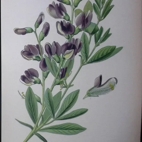 Baptisa Australlis Edward Step Rare Antique Botanical Book Plate-64
