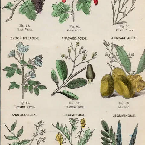 Rare James Reynolds Antique Vegetable, Tree & Plant Kingdom 7.
