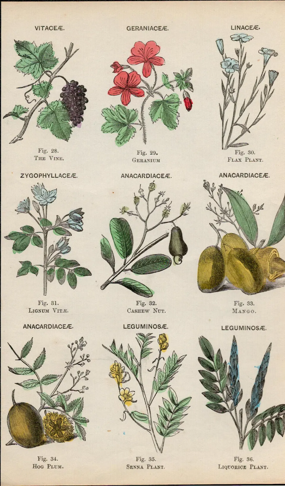 Rare James Reynolds Antique Vegetable, Tree & Plant Kingdom 7.