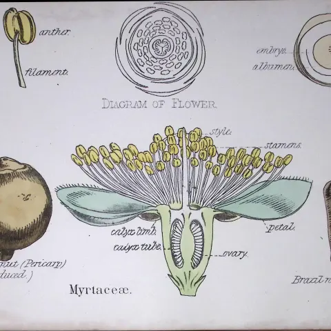 Myrtle Family Botanical Flower Diagram Rare Antique First Edition Illustration-35