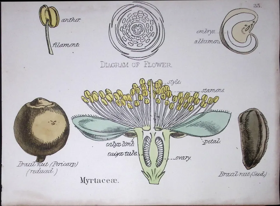 Myrtle Family Botanical Flower Diagram Rare Antique First Edition Illustration-35