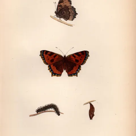 Small Tortoise-Shell Coloured Antique Butterfly Plate Rev Morris-86.
